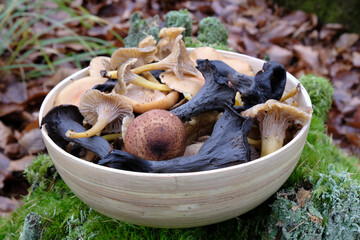 Bamboo bowl with late autumn  mushrooms: Craterellus tubaeformis (yellowfoot, funnel chanterelle),...
