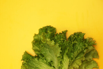 Fresh lettuce. Green leaves on a yellow background. Eco food. Place for text