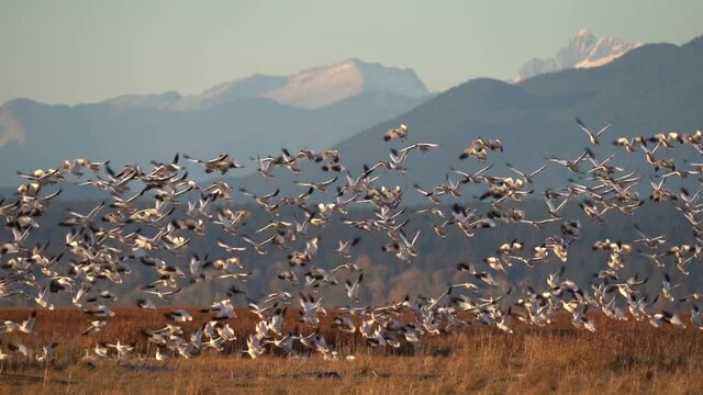 A large flock of wild snow geese taking off Richmond wetlands in slow motion.