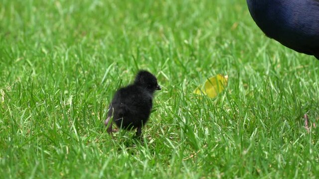 A Pukeko Swamp Hen bird feeding a chick in New Zealand