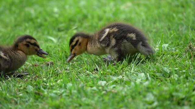 Ducklings feeding on a lawn in slow motion