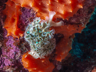 Elysia crispata; lettuce sea slug;