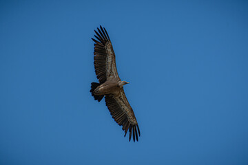 eagle in flight