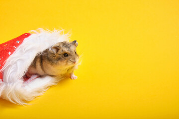 A hamster in a red New Year's hat on yellow background