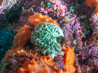 Elysia crispata; lettuce sea slug;