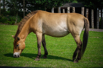 Fototapeta premium The brown horse nibbles grass in park