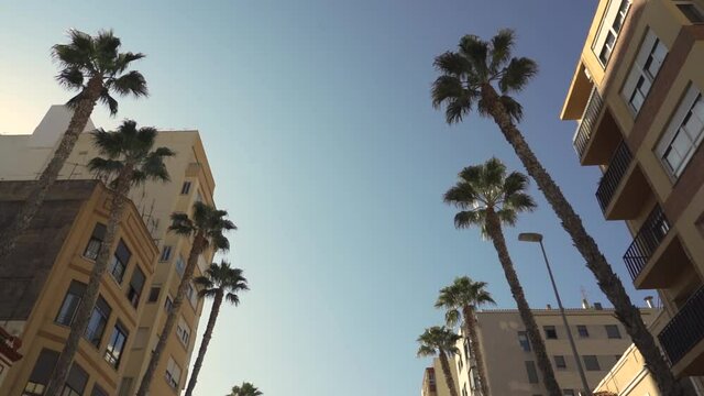 Slow motion from car, close-up view of palm trees and buildings on avenue