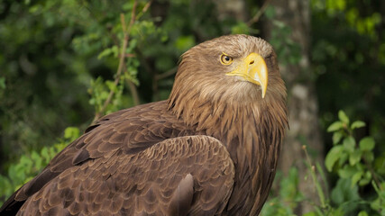 Portrait of sea eagle(Haliaeetus albicilla) observes the surroun