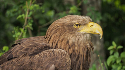 Portrait of sea eagle(Haliaeetus albicilla) observes the surroun