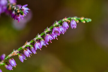 close up of a flower