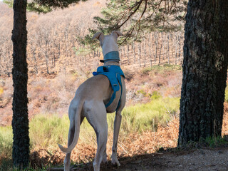 GALGO BREED DOG WITH BLUE MOUNTAIN HARNESS STANDING IN THE FIELD