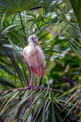  roseate spoonbill ,Platalea ajaja, iregarious
