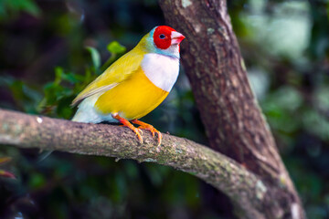  Gouldian finch ,Chloebia gouldiae,
