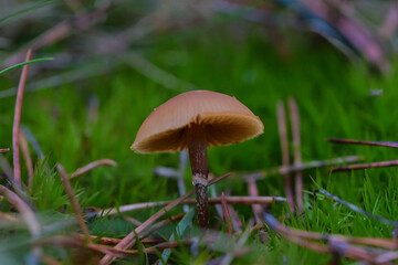 mushroom in the grass