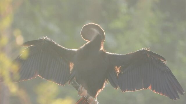 Anhinga chilling on pond area