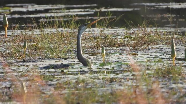 Anhinga in pond area searching for food .