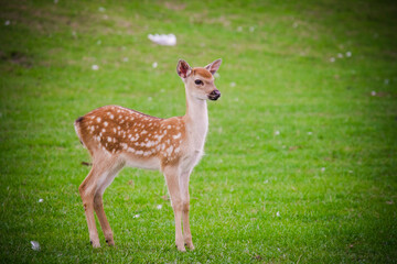 The white spotted deer in zoo park, UK