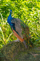 Obraz premium Closeup of male peacock