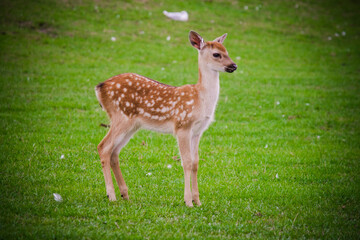 Naklejka na ściany i meble The white spotted deer in zoo park, UK