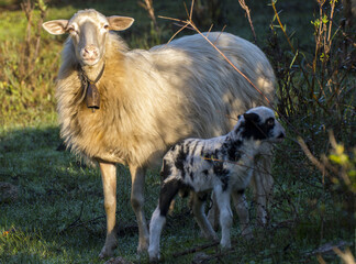 Pecora con agnello