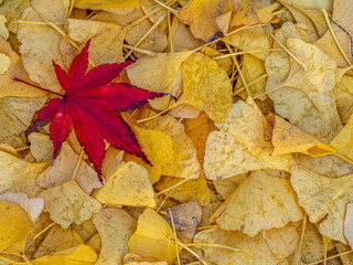 Autumn leaves in forest