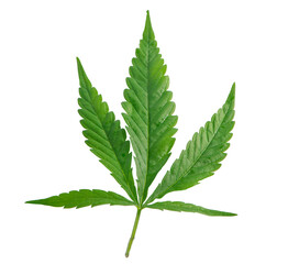 Green cannabis leaves an isolated on white background. Growing medical marijuana.