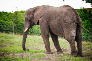 Fototapeta na wymiar Th elephant in the zoo park
