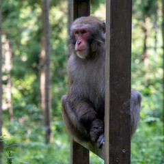 Monkey sitting in a Frame