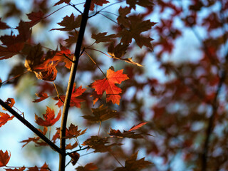 Red and leaves in autumn in the sun