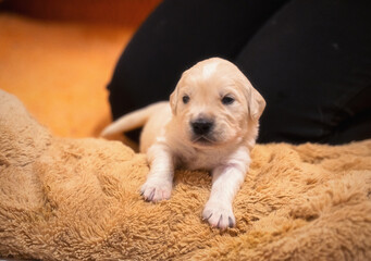 Tiny sweet newborn puppies of a golden retriever.