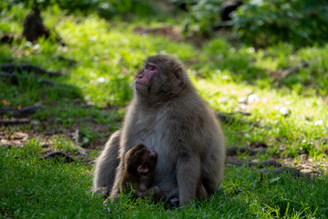 Monkey Mother with Baby Monkey