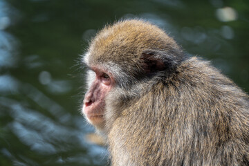 Monkey at a Waterside in Carinthia