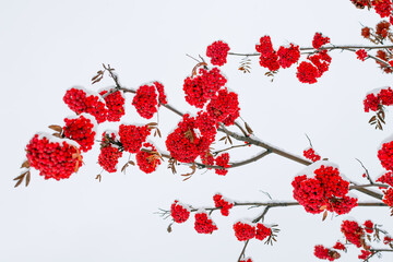 Red mountain ash berries covered in snow