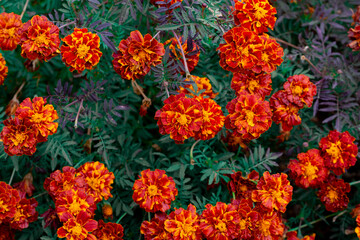 Bush of orange flowers and green leaves