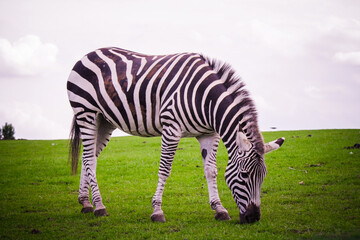 Fototapeta na wymiar The zebra nibbles grass and hay