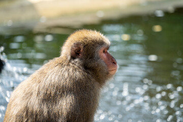 Monkey at a waterside in Carinthia