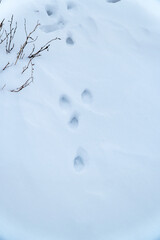 The track of a hare in the snow