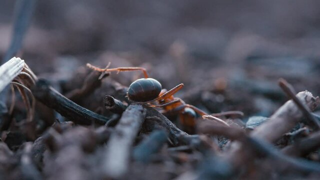 Red Wood Ant crawling