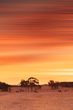 Orange summer sunset over sheep flock on farm in outback Australia with abstract sky.