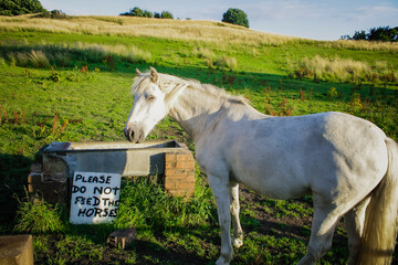 The white horse with sign