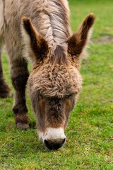 Fototapeta premium portrait of donkey in pasture