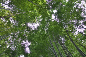 Fototapeta premium 竹林を見上げて