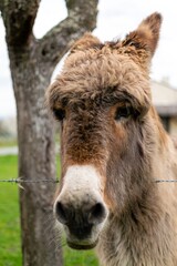 Fototapeta premium portrait of donkey in pasture