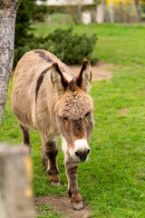 portrait of donkey in pasture