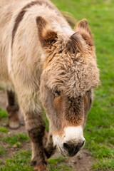 Fototapeta premium portrait of donkey in pasture