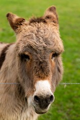 portrait of donkey in pasture