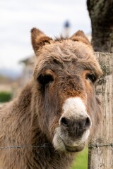 Fototapeta premium portrait of donkey in pasture