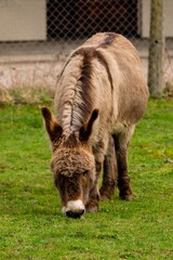 Fototapeta premium portrait of donkey in pasture