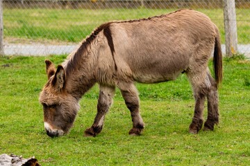 portrait of donkey in pasture