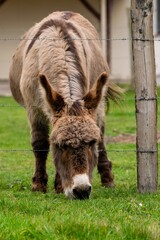 Fototapeta premium portrait of donkey in pasture